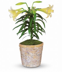 Easter Lily Plant from Carl Johnsen Florist in Beaumont, TX